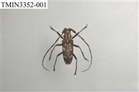 Accession Number:TMIN3352-001 Collection Image, Figure 2, Total 5 Figures